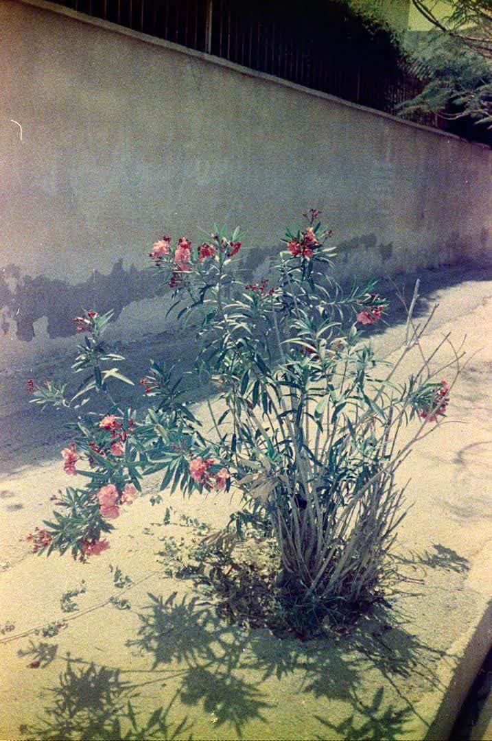 از مجموعه انسان، حیوان، طبیعت